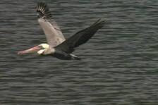 pelican 16.jpg